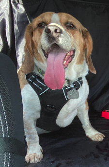 Flint the Beagle! Flint the Beagle!